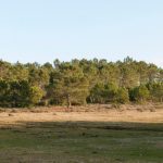 Fire Breaks & Controlled Burns